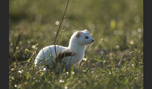 Hermelin (Mustela erminea)