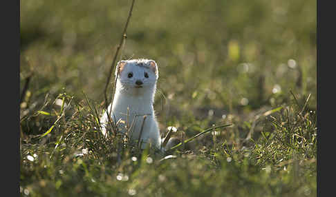 Hermelin (Mustela erminea)