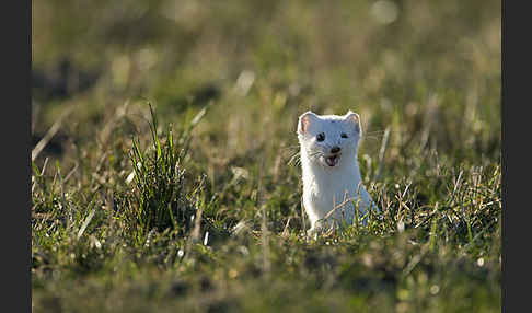 Hermelin (Mustela erminea)