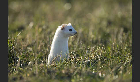 Hermelin (Mustela erminea)