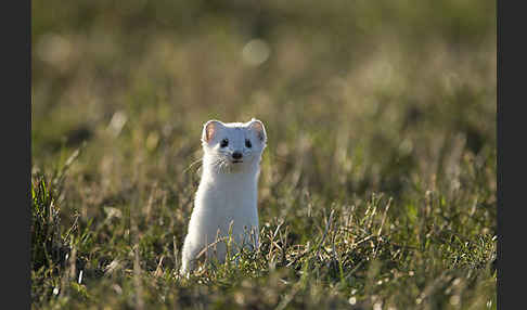 Hermelin (Mustela erminea)