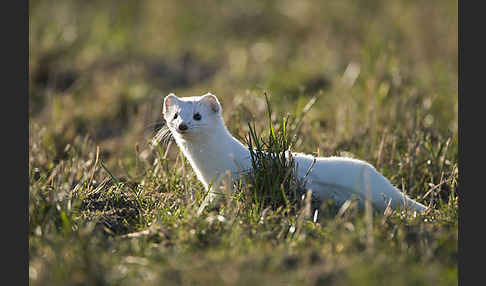 Hermelin (Mustela erminea)