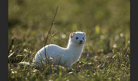 Hermelin (Mustela erminea)