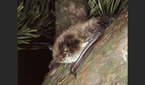 Teichfledermaus (Myotis dasycneme)