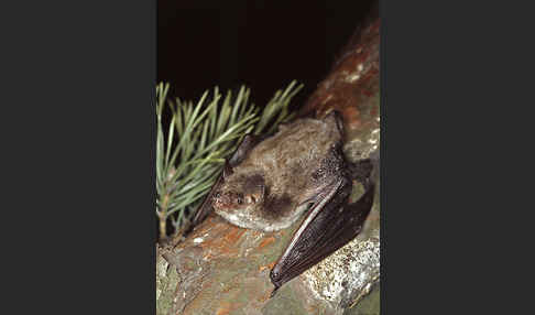 Teichfledermaus (Myotis dasycneme)