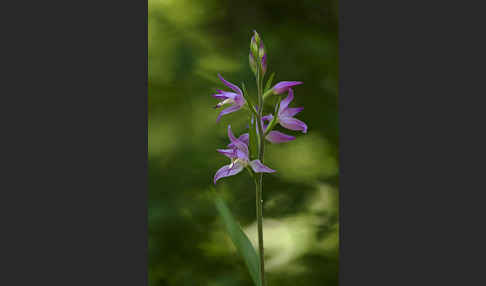 Rotes Waldvöglein (Cephalanthera rubra)