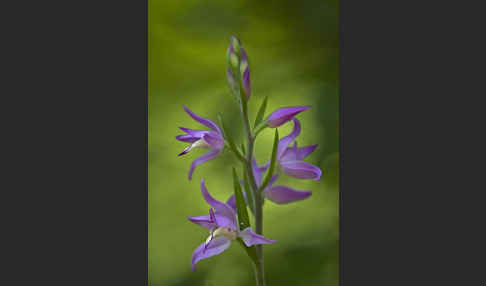 Rotes Waldvöglein (Cephalanthera rubra)