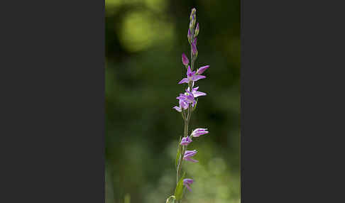 Rotes Waldvöglein (Cephalanthera rubra)