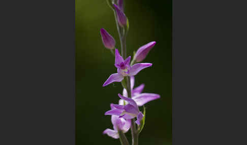 Rotes Waldvöglein (Cephalanthera rubra)