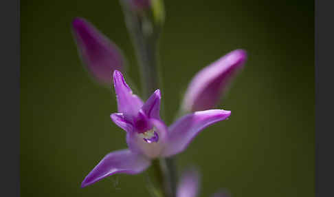 Rotes Waldvöglein (Cephalanthera rubra)