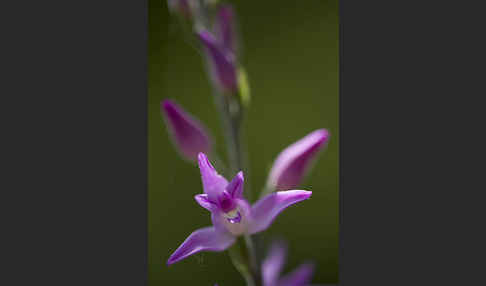 Rotes Waldvöglein (Cephalanthera rubra)