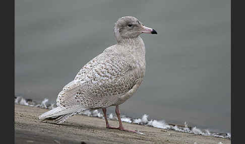 Eismöwe (Larus hyperboreus)