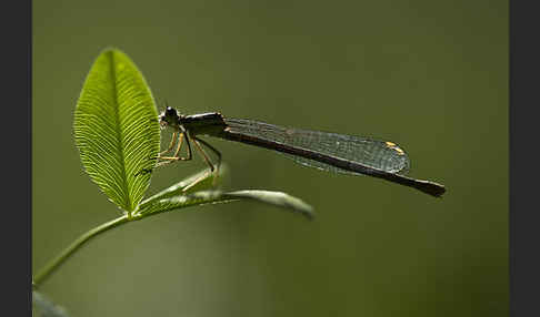 Federlibelle (Platycnemis pennipes)