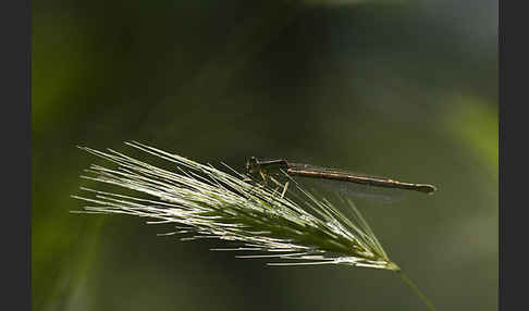 Federlibelle (Platycnemis pennipes)