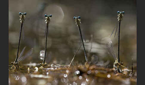 Federlibelle (Platycnemis pennipes)