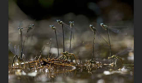 Federlibelle (Platycnemis pennipes)