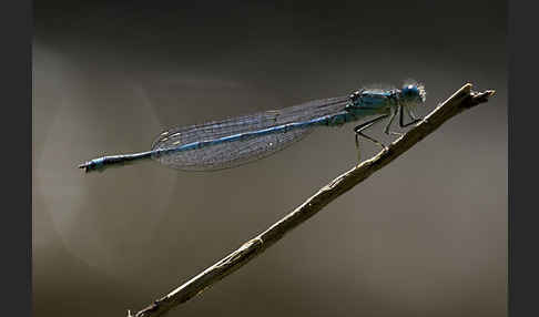 Federlibelle (Platycnemis pennipes)