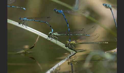 Hufeisen-Azurjungfer (Coenagrion puella)