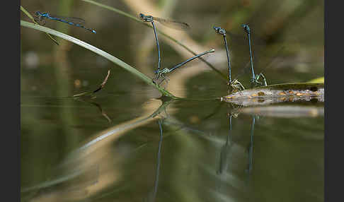 Federlibelle (Platycnemis pennipes)