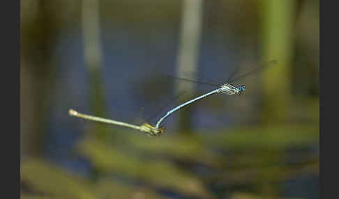 Federlibelle (Platycnemis pennipes)