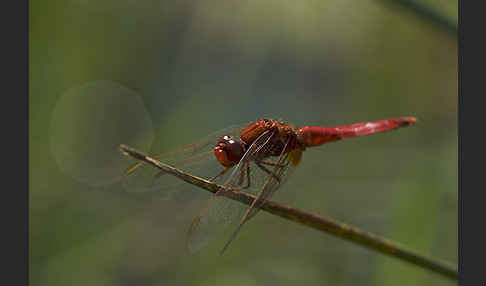 Feuerlibelle (Crocothemis erythraea)