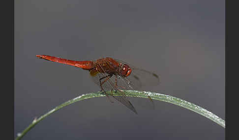 Feuerlibelle (Crocothemis erythraea)