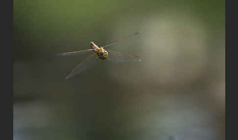 Feuerlibelle (Crocothemis erythraea)