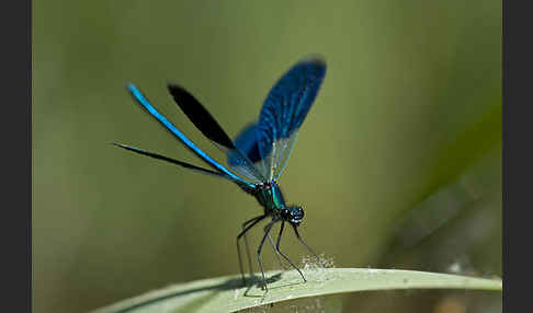 Gebänderte Prachtlibelle (Calopteryx splendens)