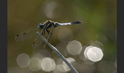 Oestlicher Blaupfeil (Orthetrum albistylum)