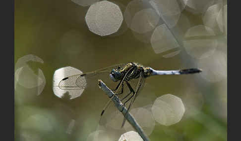 Oestlicher Blaupfeil (Orthetrum albistylum)