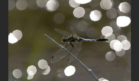 Oestlicher Blaupfeil (Orthetrum albistylum)