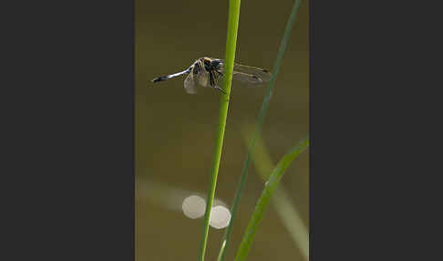 Oestlicher Blaupfeil (Orthetrum albistylum)