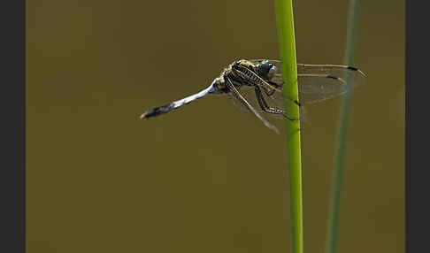 Oestlicher Blaupfeil (Orthetrum albistylum)