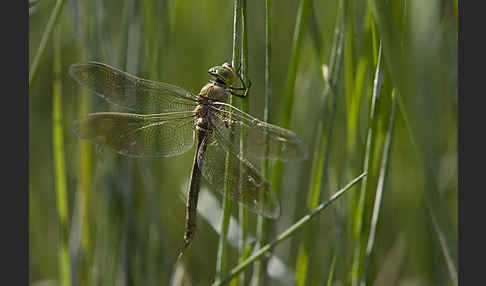 Kleine Königslibelle (Anax parthenope)