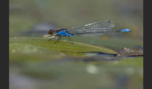 Kleines Granatauge (Erythromma viridulum)