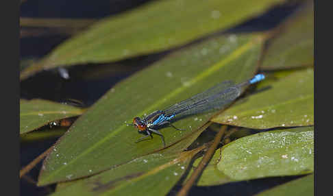 Kleines Granatauge (Erythromma viridulum)