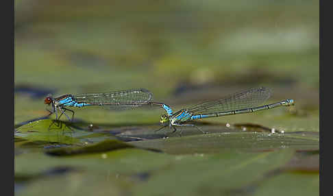 Kleines Granatauge (Erythromma viridulum)