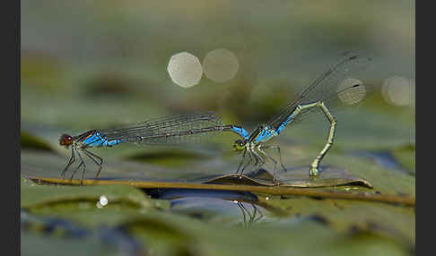 Kleines Granatauge (Erythromma viridulum)