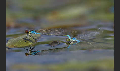 Kleines Granatauge (Erythromma viridulum)