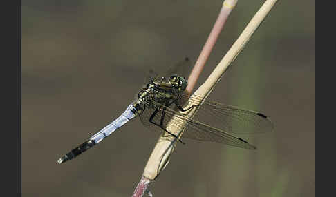 Oestlicher Blaupfeil (Orthetrum albistylum)