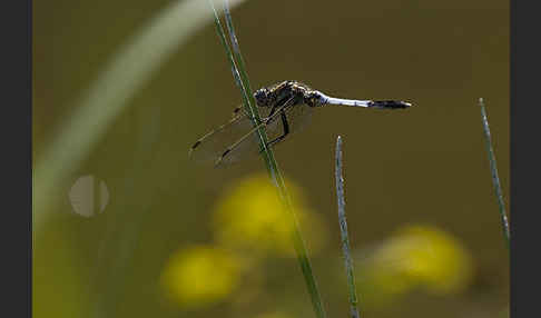 Oestlicher Blaupfeil (Orthetrum albistylum)