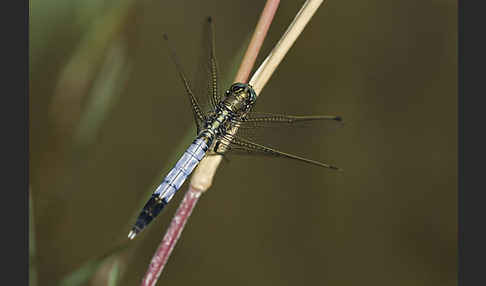 Oestlicher Blaupfeil (Orthetrum albistylum)