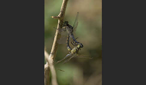 Oestlicher Blaupfeil (Orthetrum albistylum)