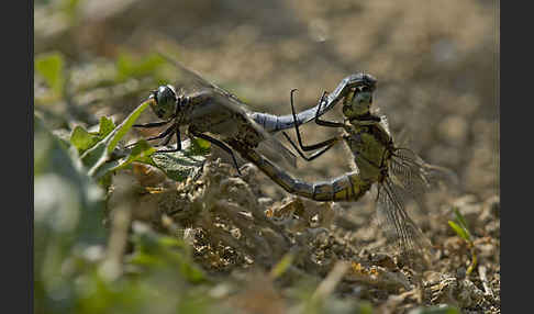 Oestlicher Blaupfeil (Orthetrum albistylum)