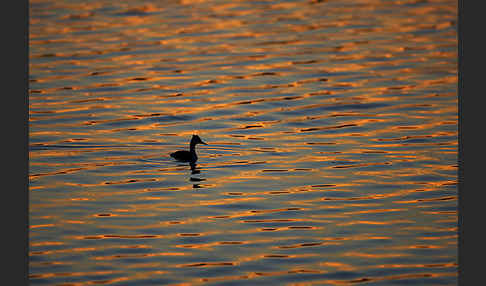 Haubentaucher (Podiceps cristatus)