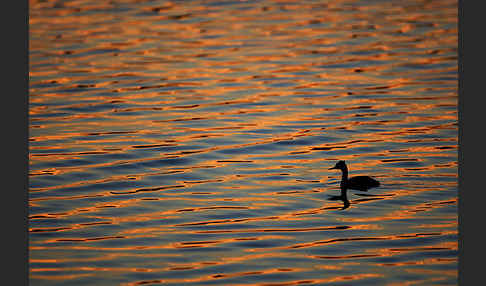 Haubentaucher (Podiceps cristatus)