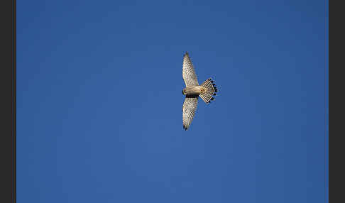 Turmfalke (Falco tinnunculus)