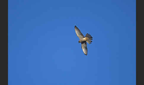 Turmfalke (Falco tinnunculus)