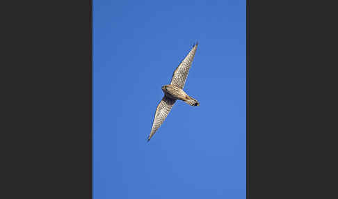 Turmfalke (Falco tinnunculus)