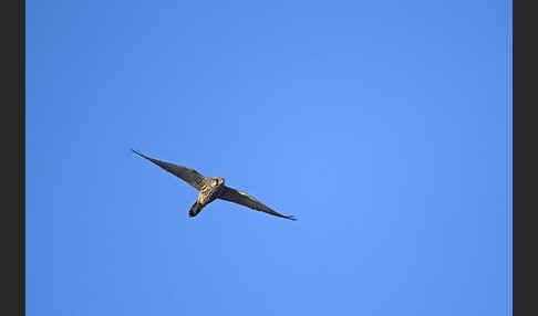 Turmfalke (Falco tinnunculus)